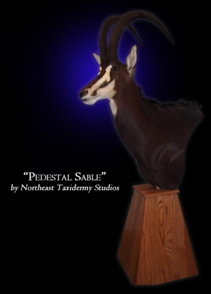 Pedestal Sable Mount, Pedestal Sable Taxidermy