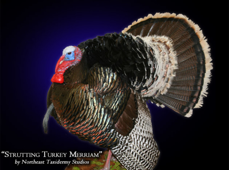 Strutting Turkey Merriam Mount, Mounted Strutting Turkey Merriam Taxidermy
