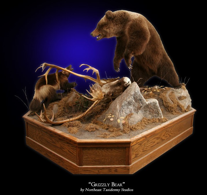 grizzly bear mount for sale