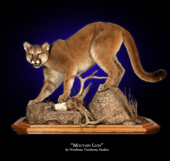 mountain lion figure