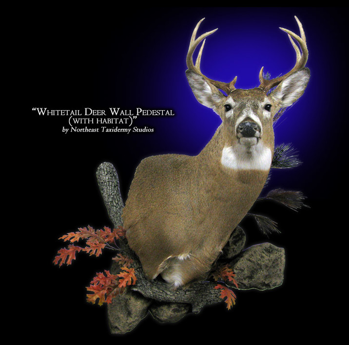 Whitetail Deer Wall Pedestal Mount, Mounted Whitetail Deer Wall