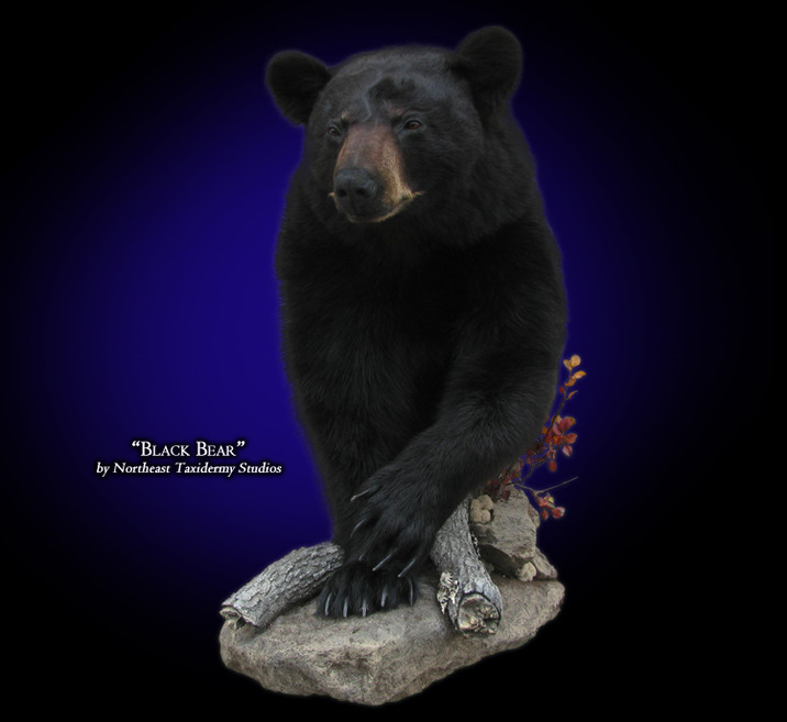 black bear standing mount