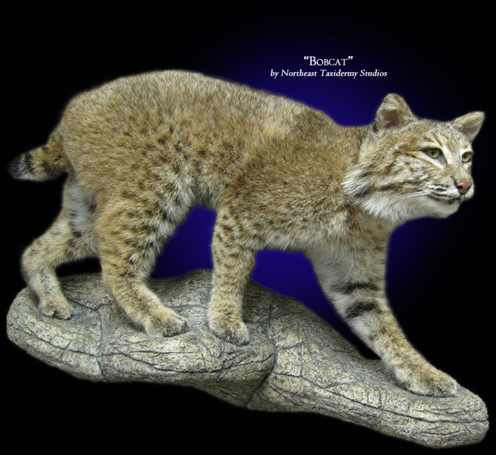 Bobcat Mount, Mounted Bobcat Taxidermy
