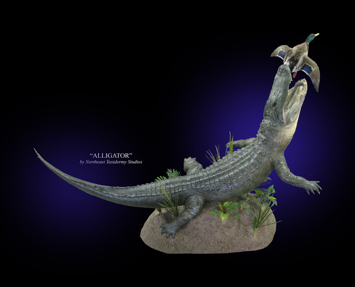 Alligator Mount, Mounted Alligator Taxidermy