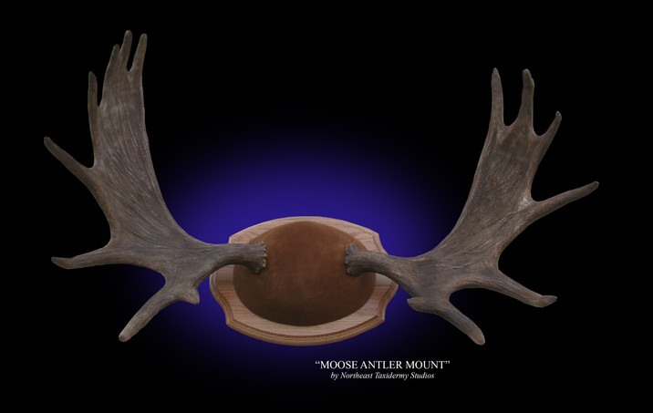 Moose Antler Mount, Mounted Moose Antler Taxidermy