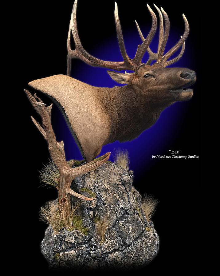 Elk Mount, Mounted Elk Taxidermy