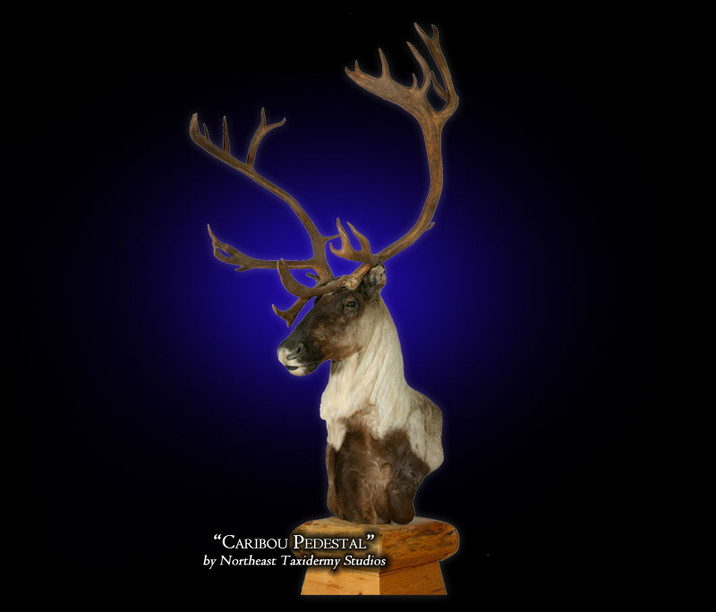 Caribou Pedestal Mount, Mounted Caribou Pedestal Taxidermy