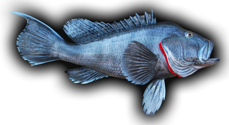 Black Sea Bass Fish Mount and Fish Replicas | Coast-to-Coast