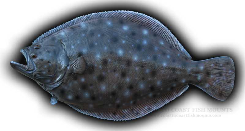 flounder (fluke) fish mount