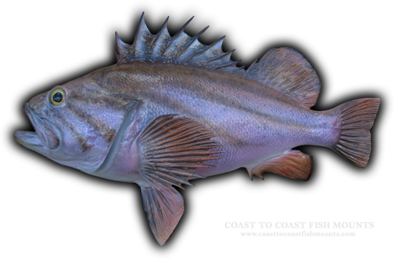 Rock Fish (Copper) Fish Mount and Fish Replicas CoasttoCoast