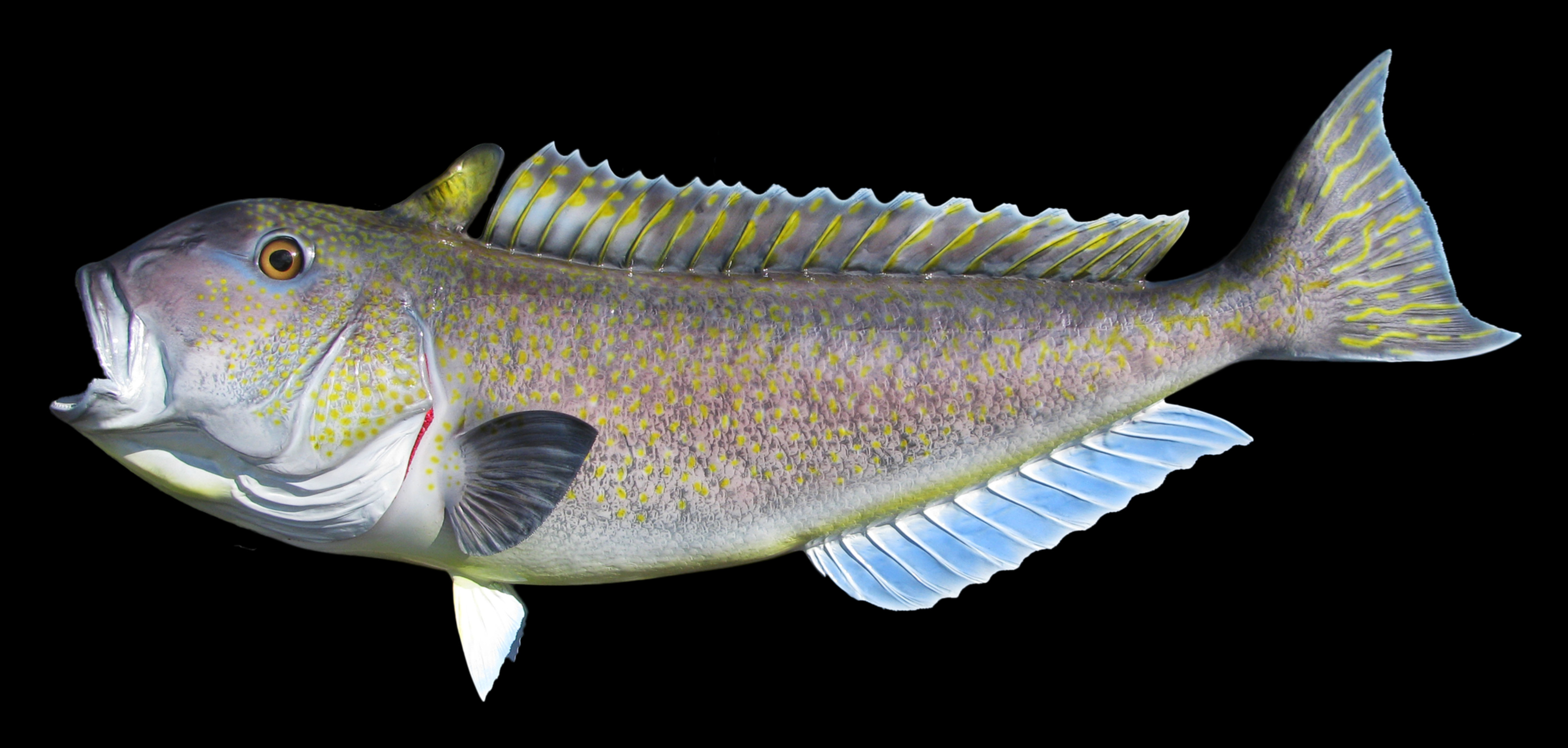 Golden Tilefish Fish Mount and Fish Replicas CoasttoCoast