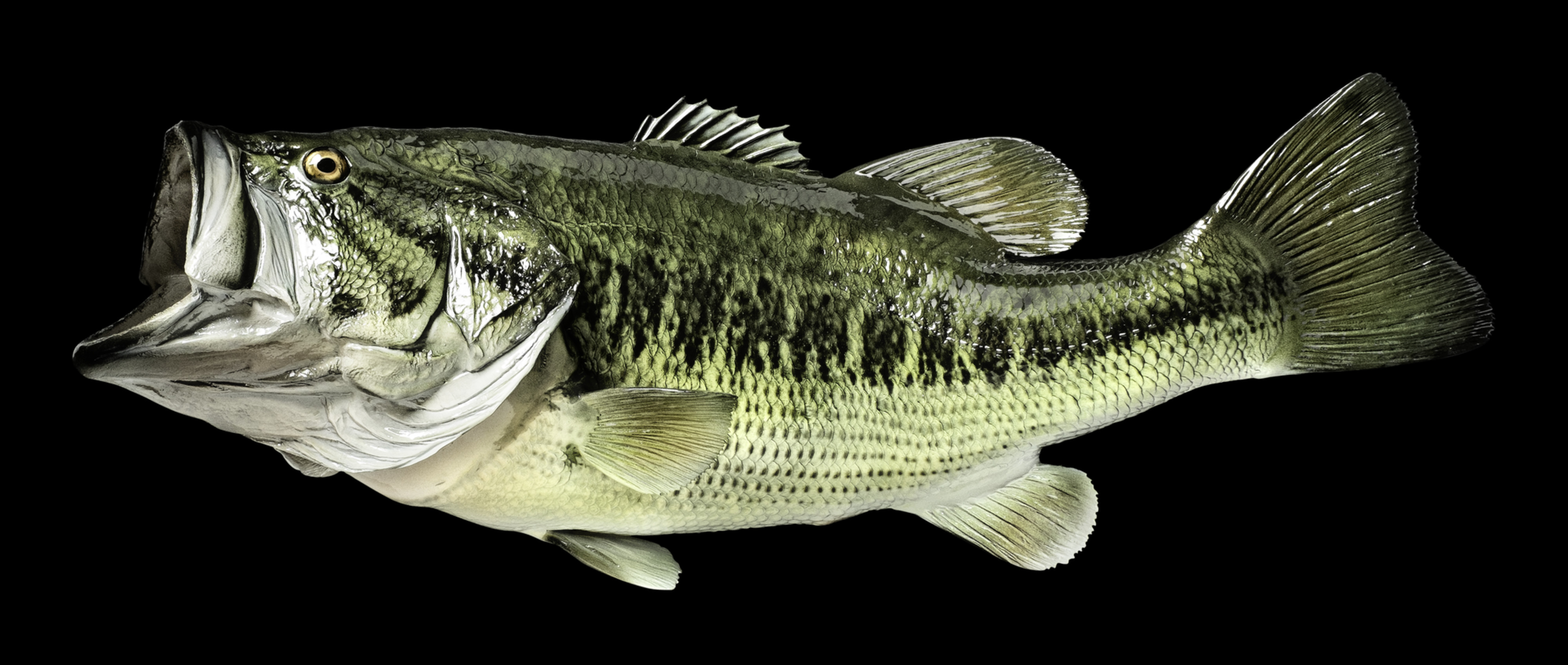large mouth bass fish
