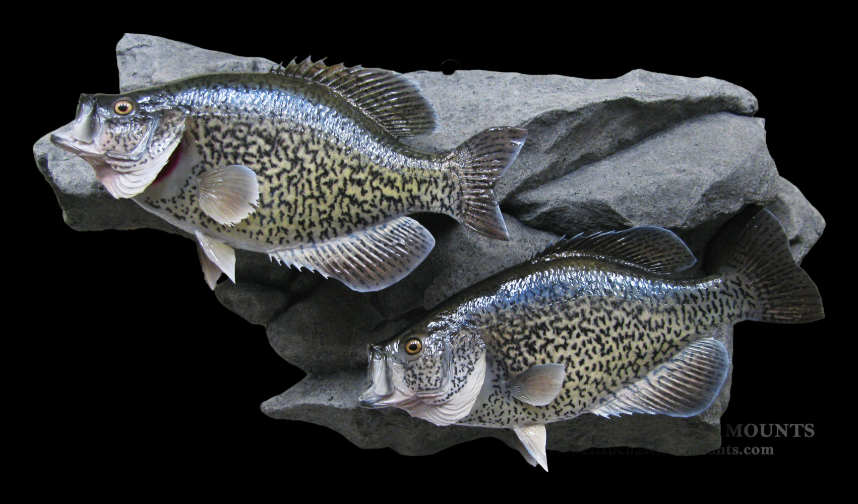 Calico Bass (Crappie) Fish Mount and Fish Replicas