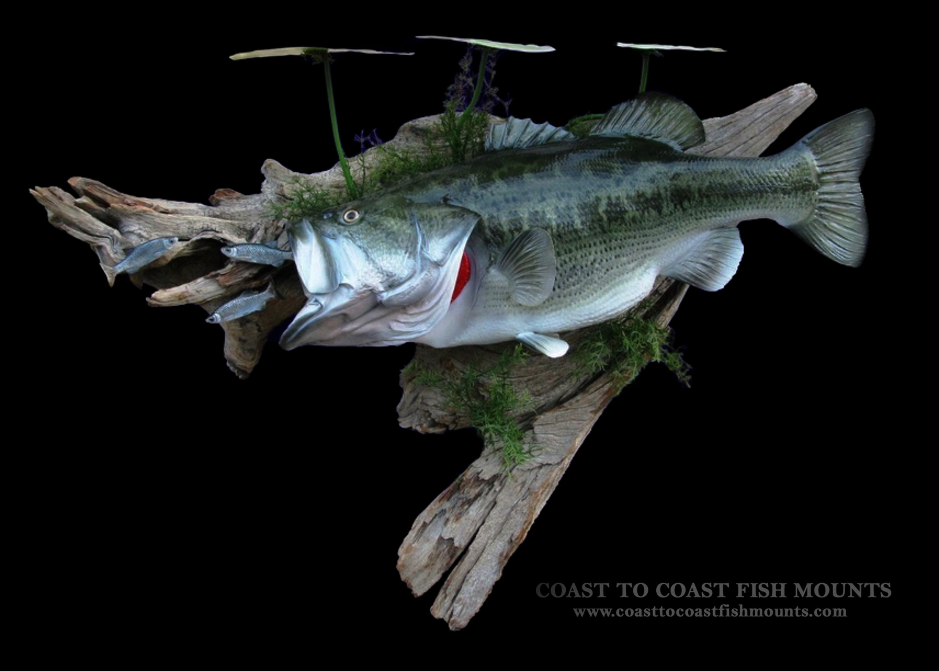 Largemouth Bass Fish Mount and Fish Replicas  CoasttoCoast