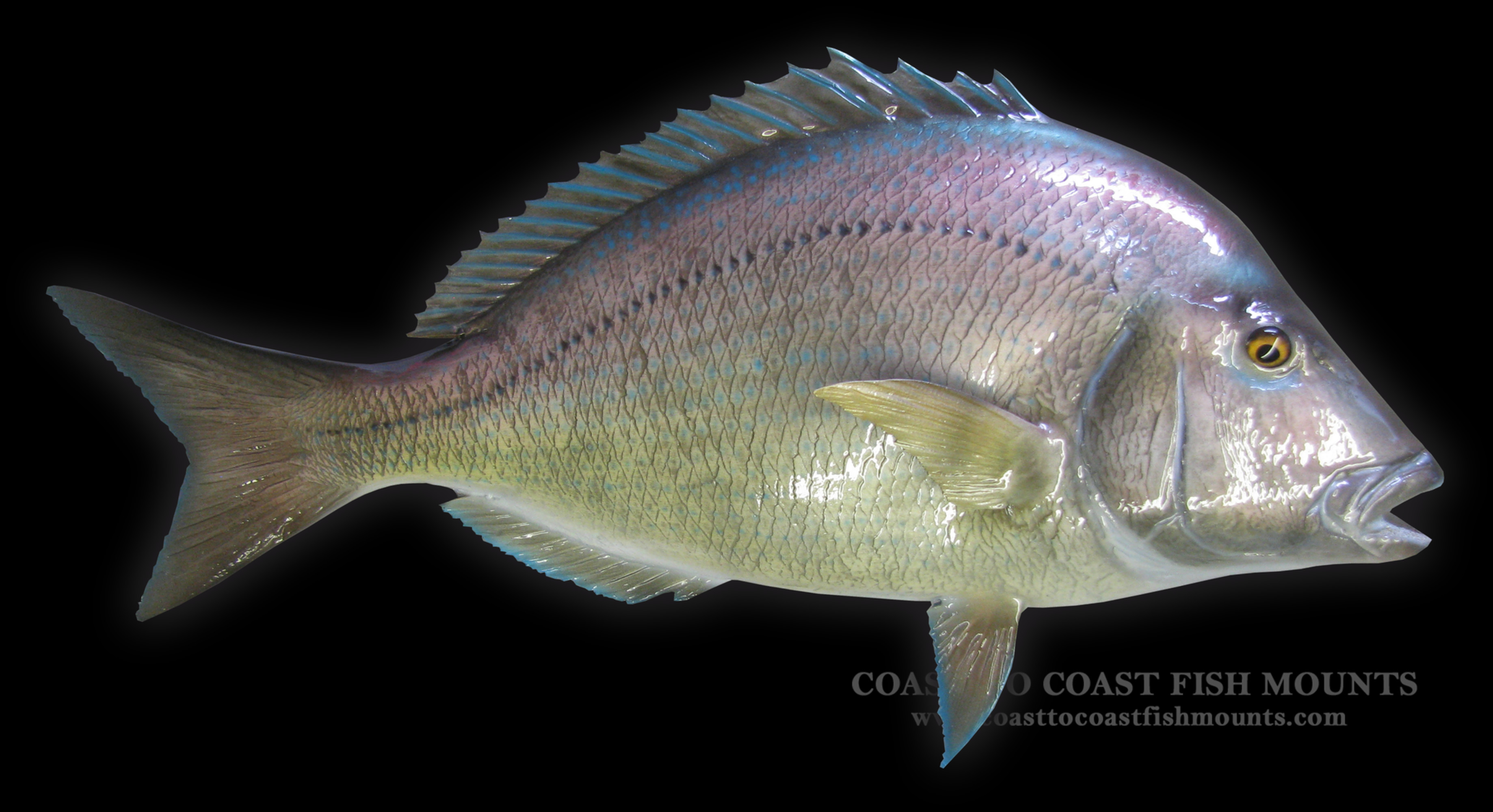 Scup Fish Mount and Fish Replicas CoasttoCoast
