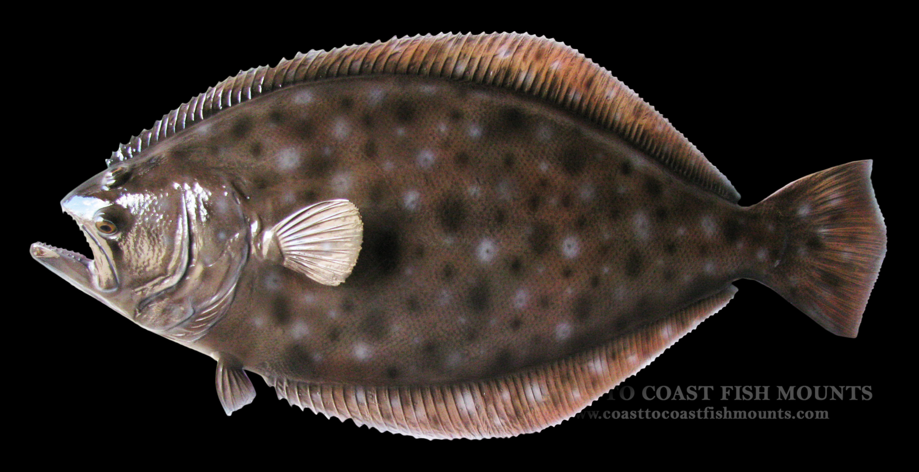 Flounder (Fluke) Fish Mount and Fish Replicas | Coast-to-Coast