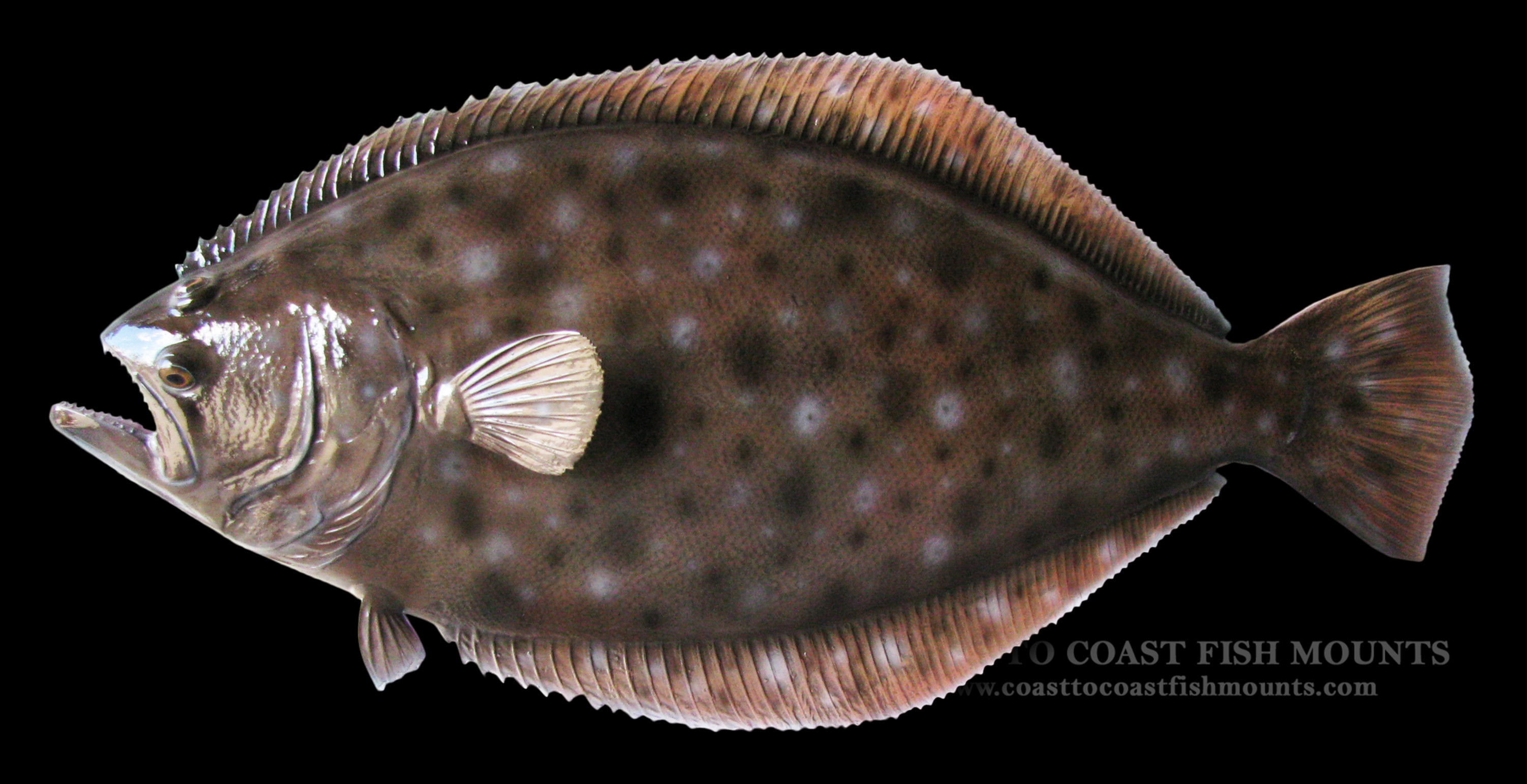 flounder (fluke) fish mount