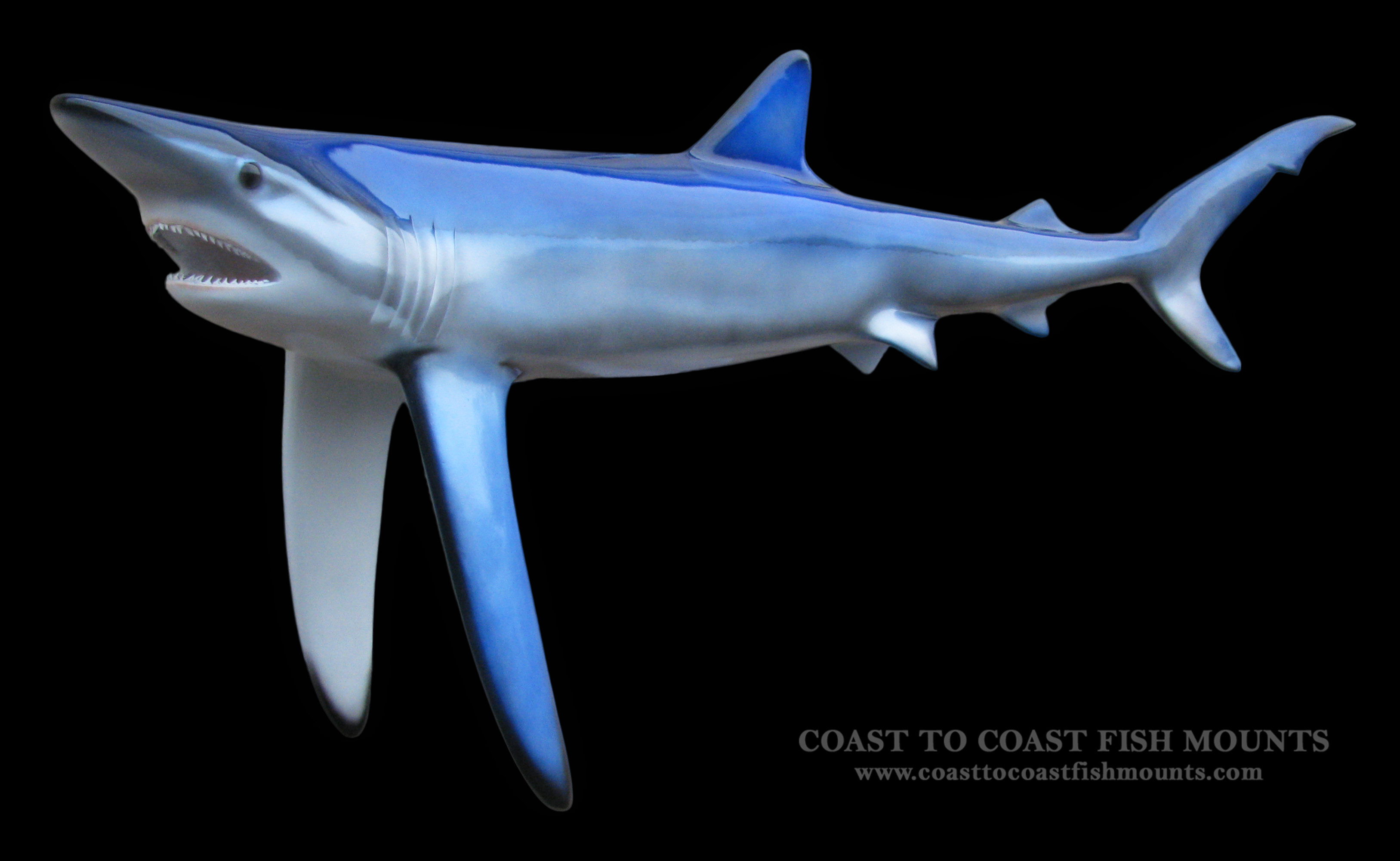 blue shark fish mount and fish replicas coast to coast