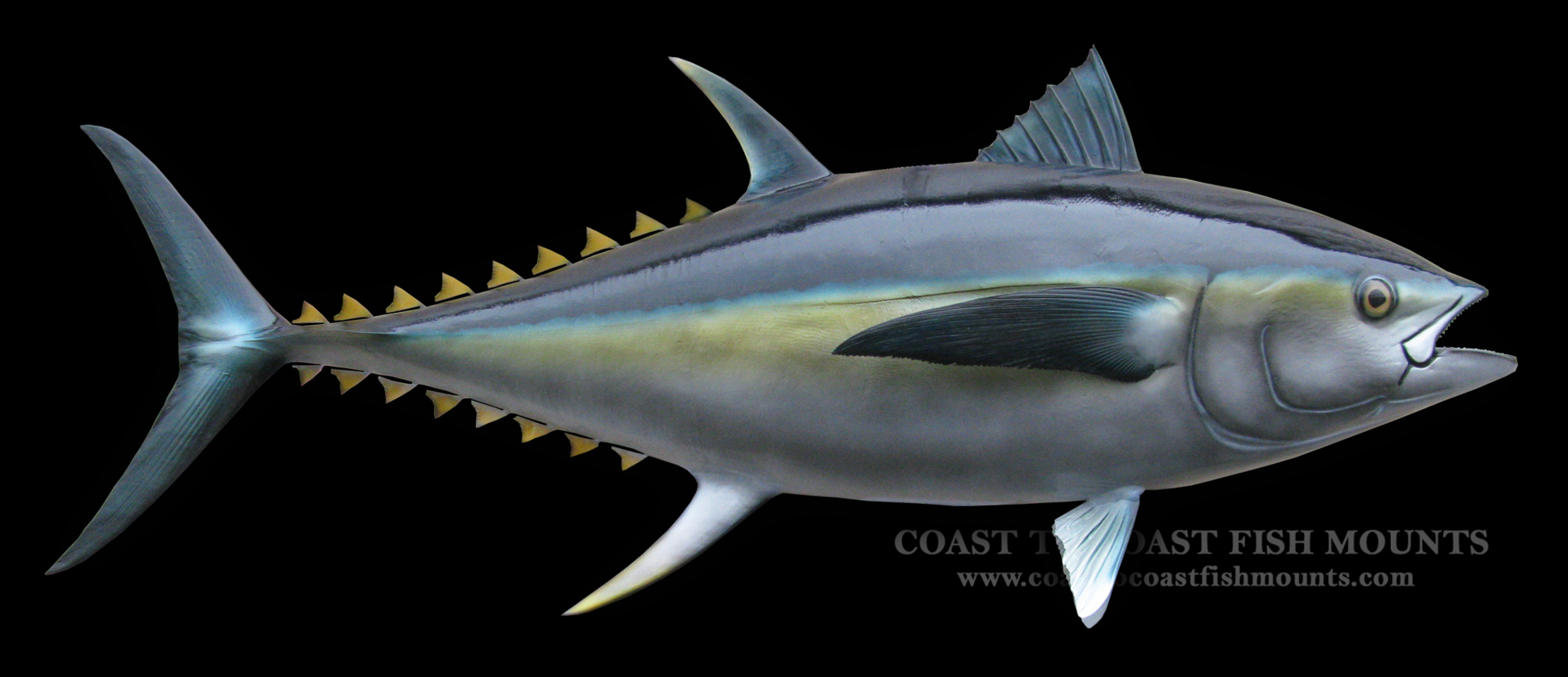 bluefin tuna fish mount