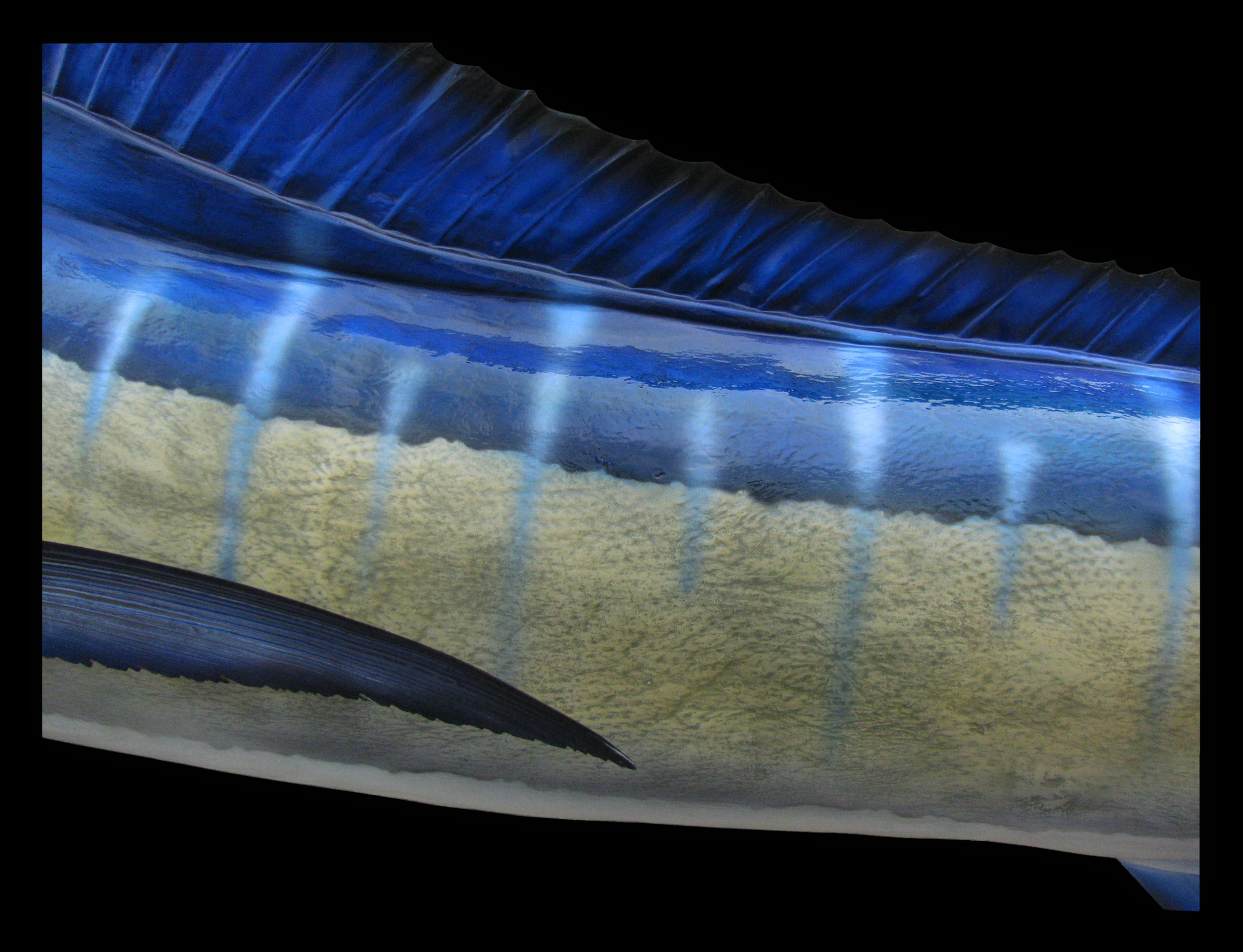 Striped Marlin Fish Mount and Fish Replicas | Coast-to-Coast