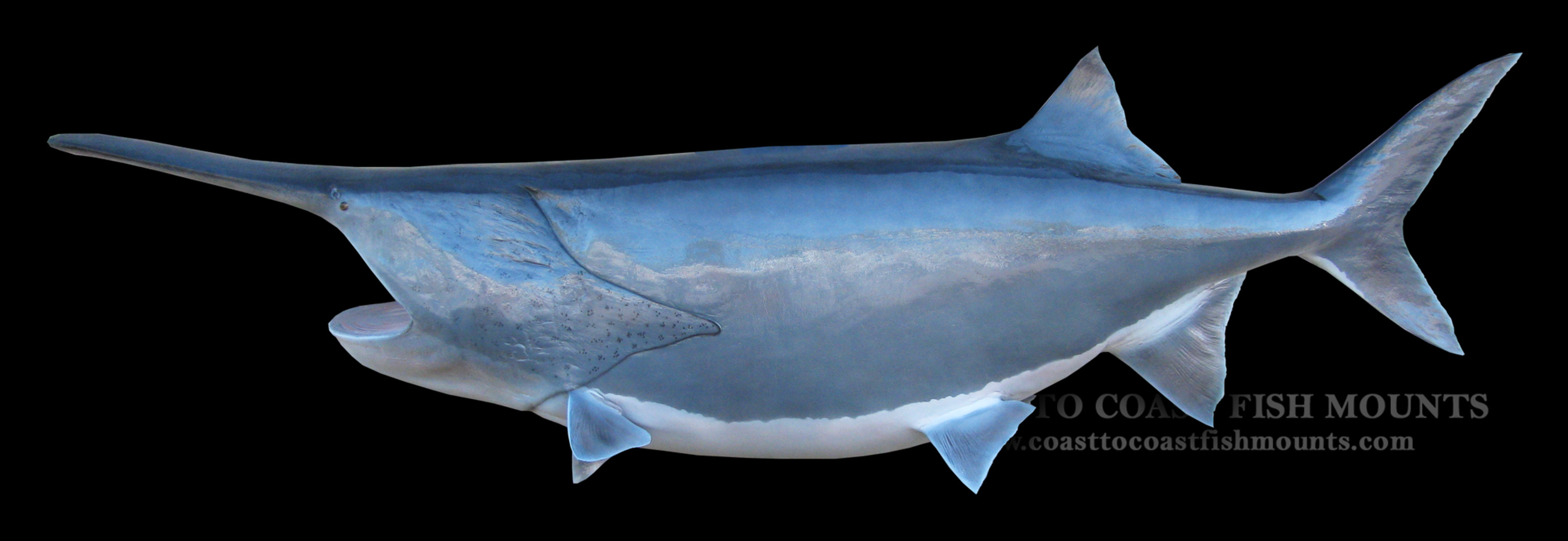 Paddlefish Fish Mount and Fish Replicas CoasttoCoast