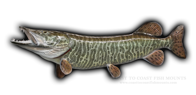 Muskie Fish Mount and Fish Replicas | Coast-to-Coast