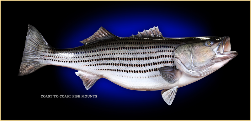 striped bass fish mount