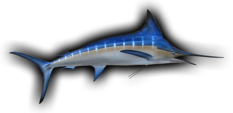 Striped Marlin Fish Mount and Fish Replicas