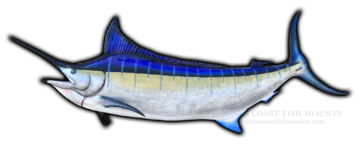 Blue Marlin Fish Mount and Fish Replicas | Coast-to-Coast