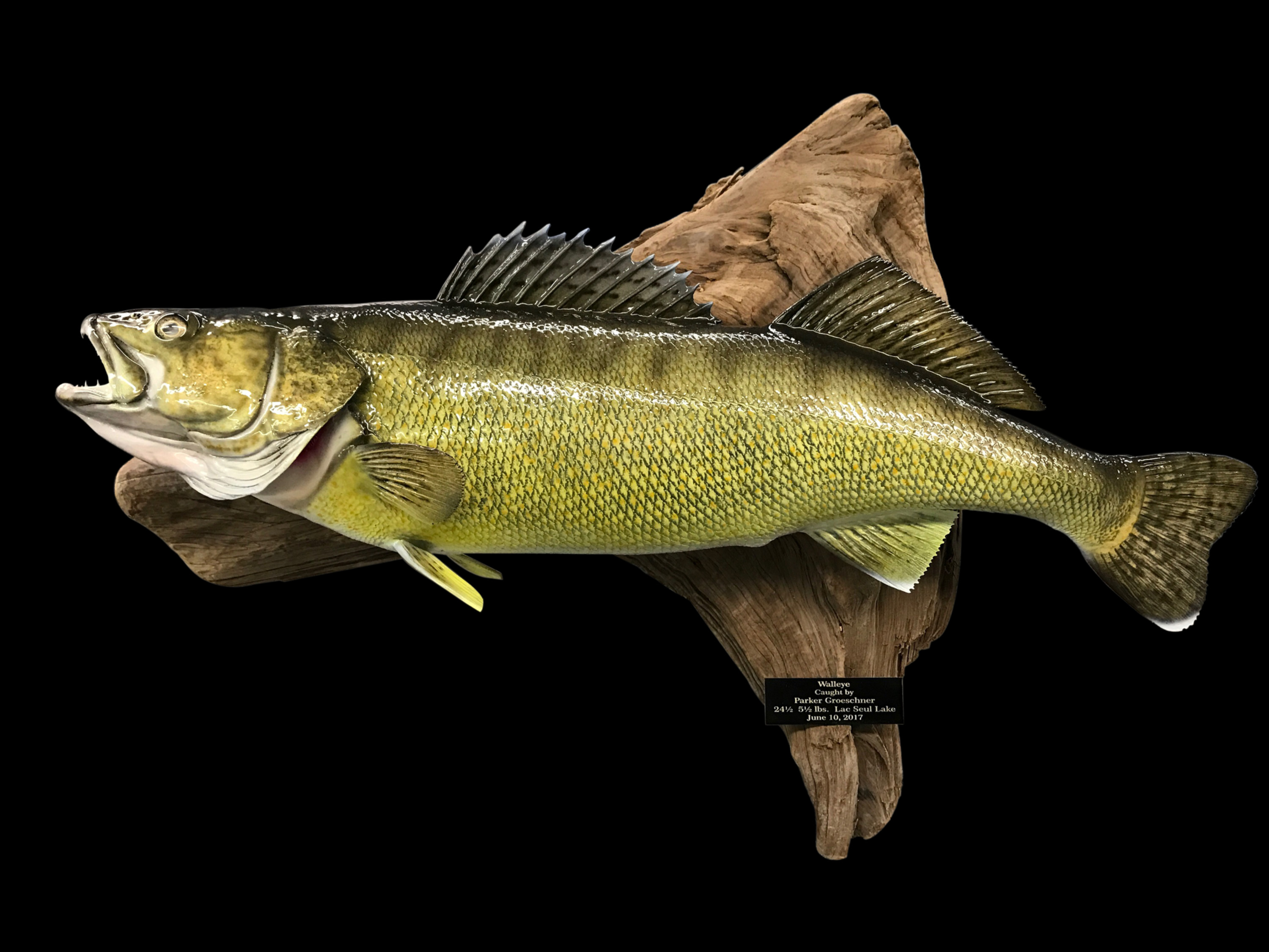 Walleye Fish Mount and Fish Replicas CoasttoCoast