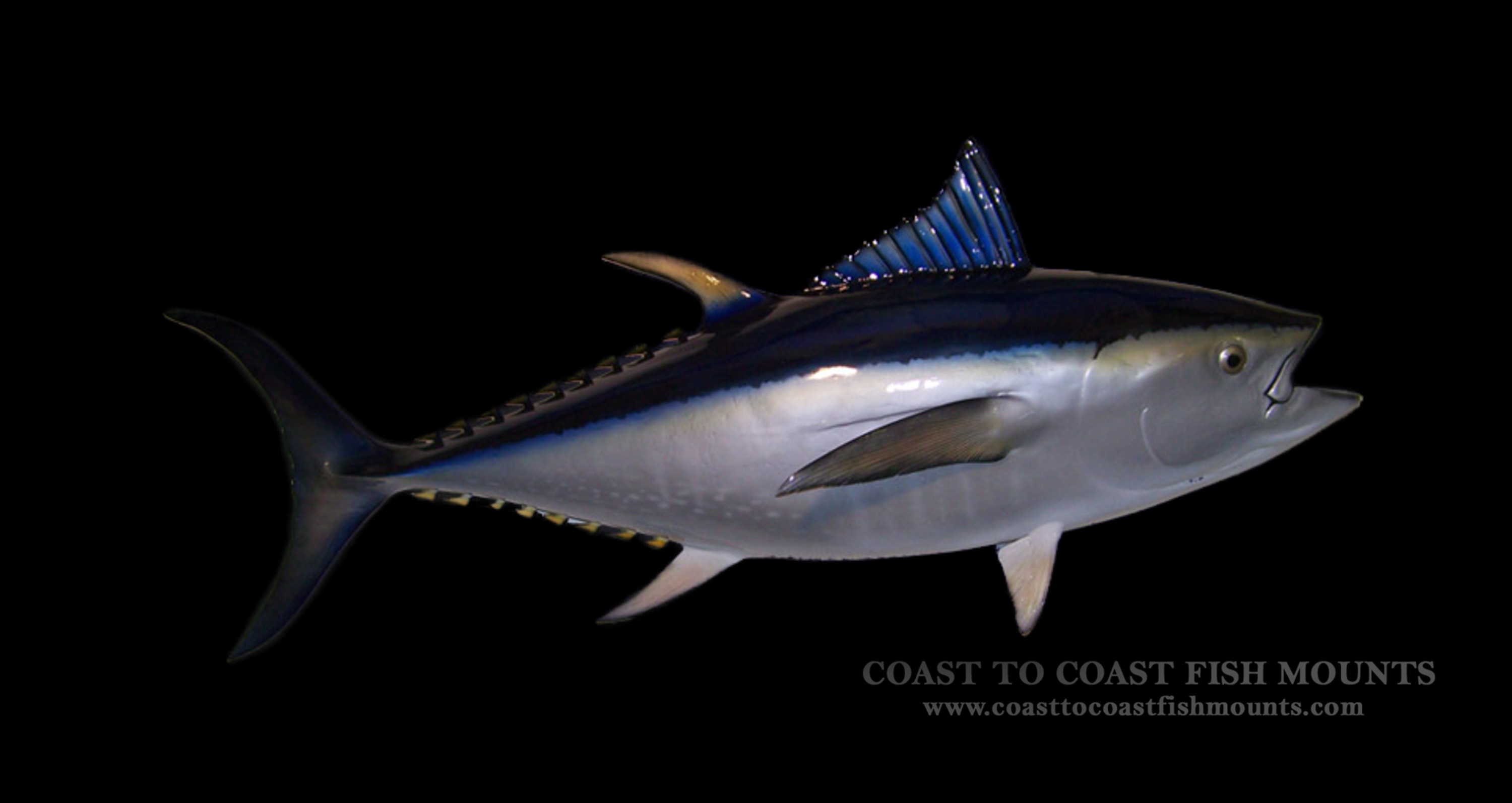 bluefin tuna fish mount