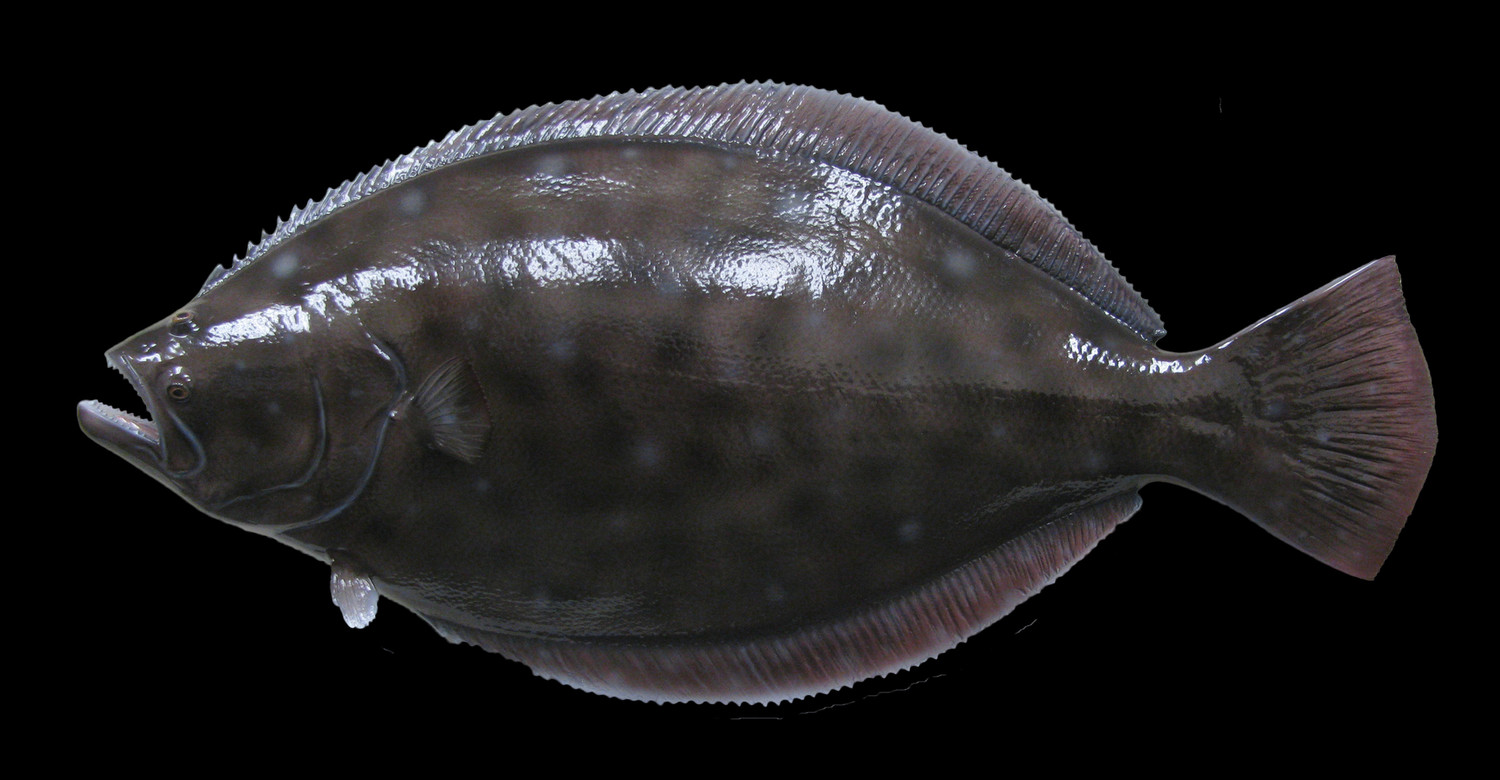 Flounder (Fluke) Fish Mount and Fish Replicas