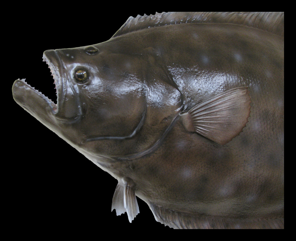 Flounder (Fluke) Fish Mount and Fish Replicas