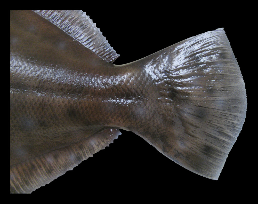 Flounder (Fluke) Fish Mount and Fish Replicas
