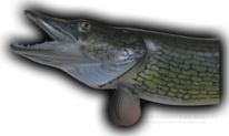 fish planet chain pickerel louisiana