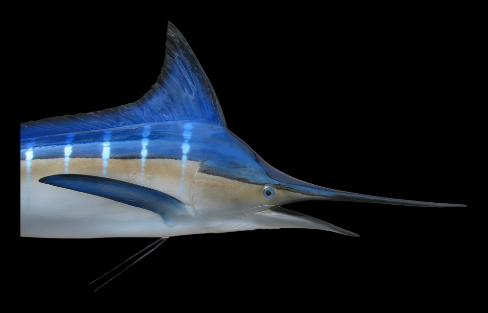 Striped Marlin Fish Mount and Fish Replicas
