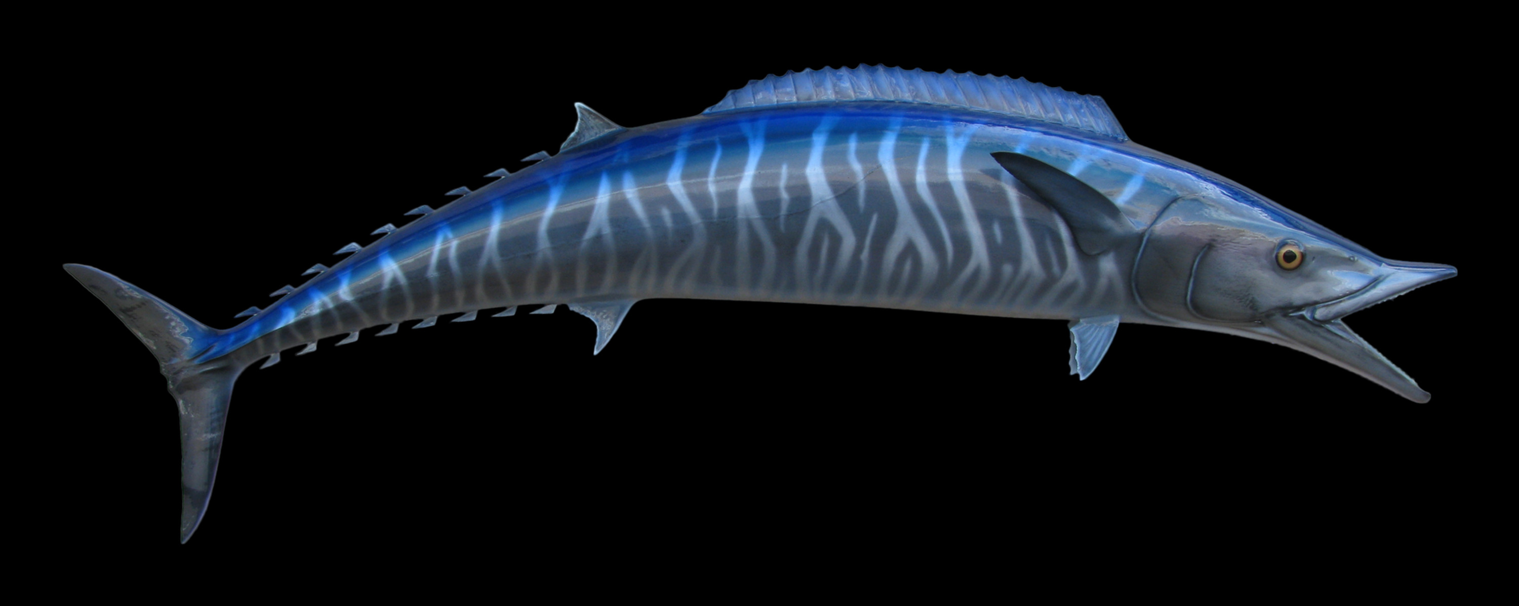blue wahoo fish