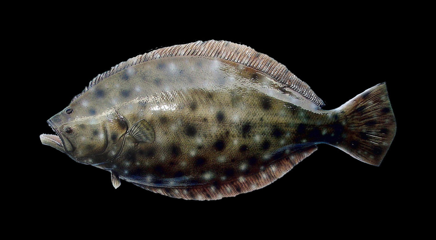 Flounder (Fluke) Fish Mount and Fish Replicas