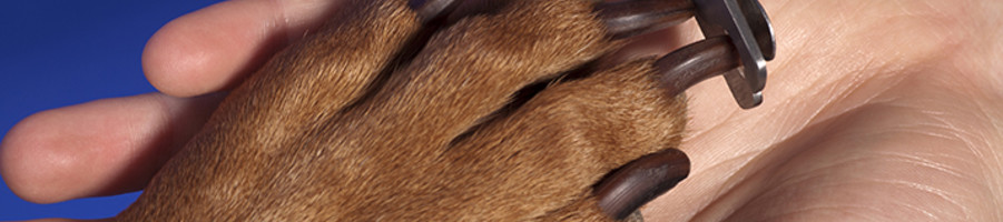 Image Heading