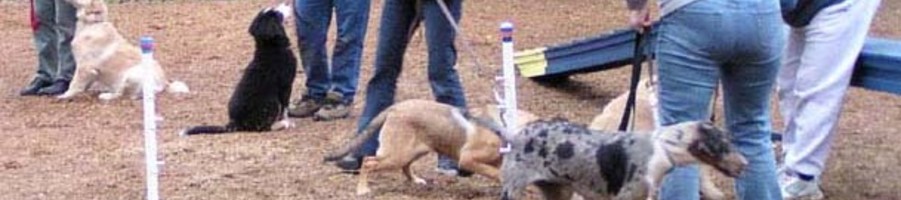 Image Heading