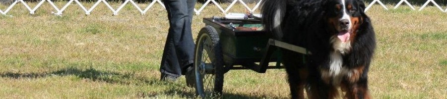 Image Heading