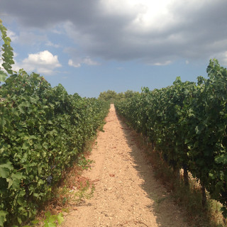 Apparently there is WAY more profit in  growing these non-organic grapes and selling them to eat immediately than in producing organic grapes for wine.