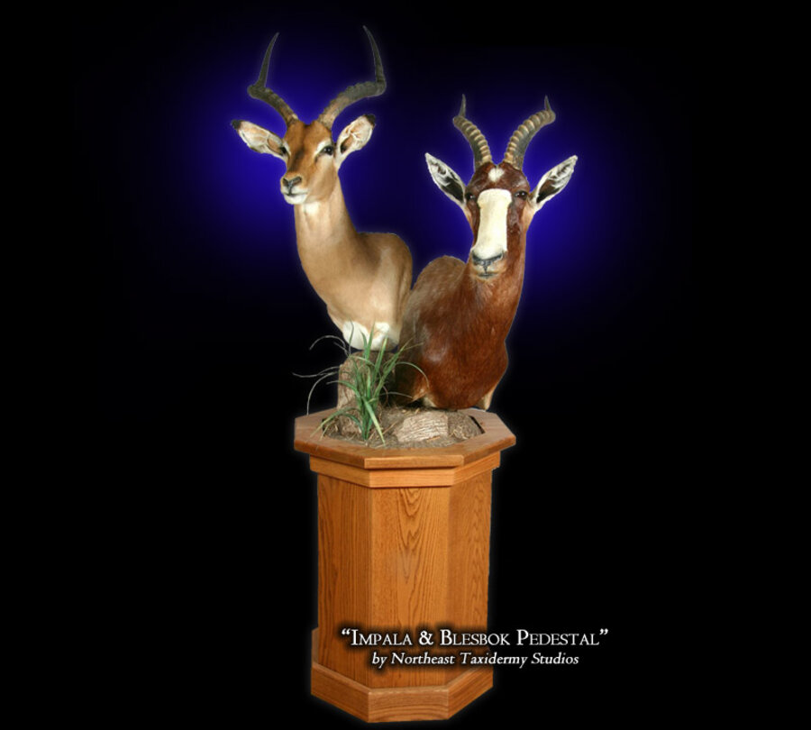 Impala & Blesbok Pedestal Mounts.