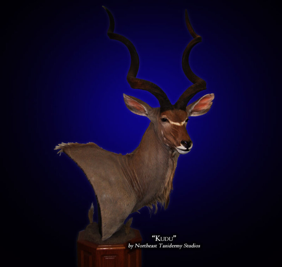 Kudu Mounts.