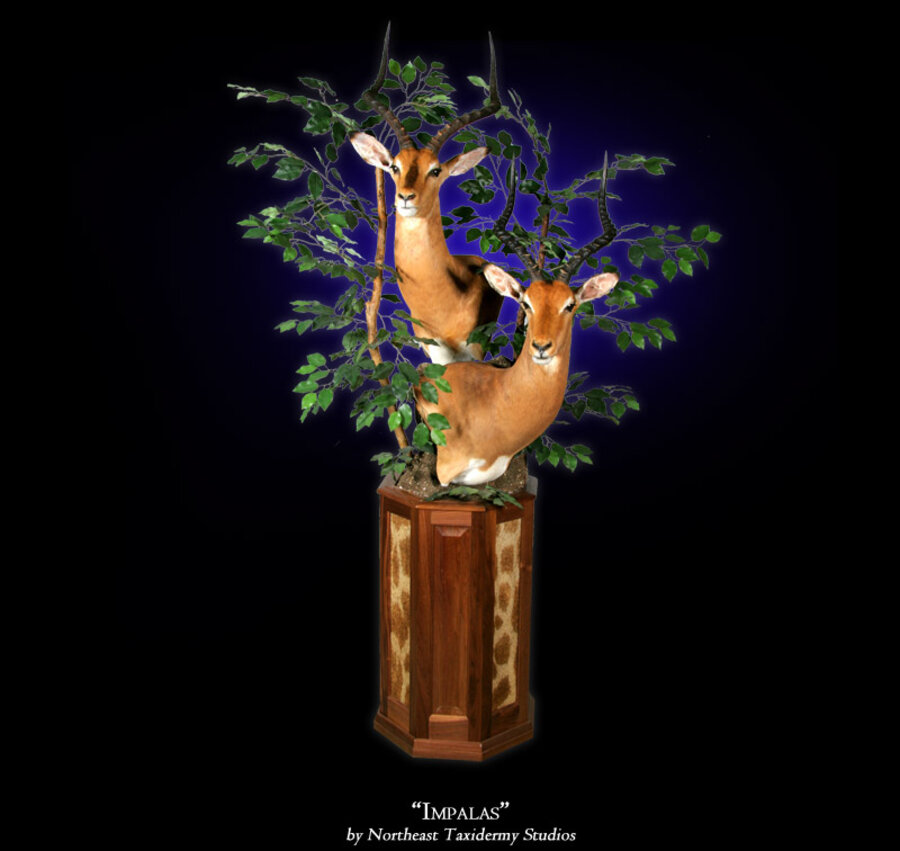Impalas Mounts.