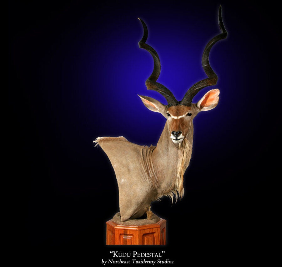 Kudu Mounts.