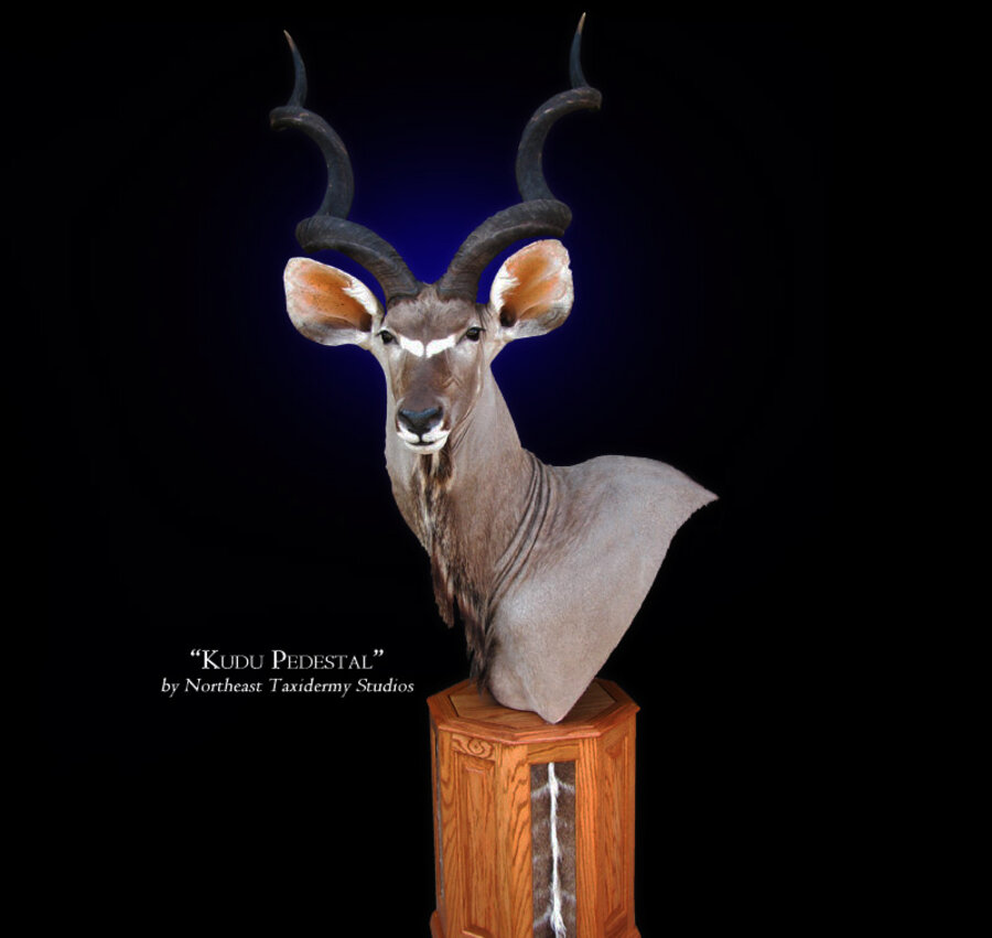 Kudu Mounts.