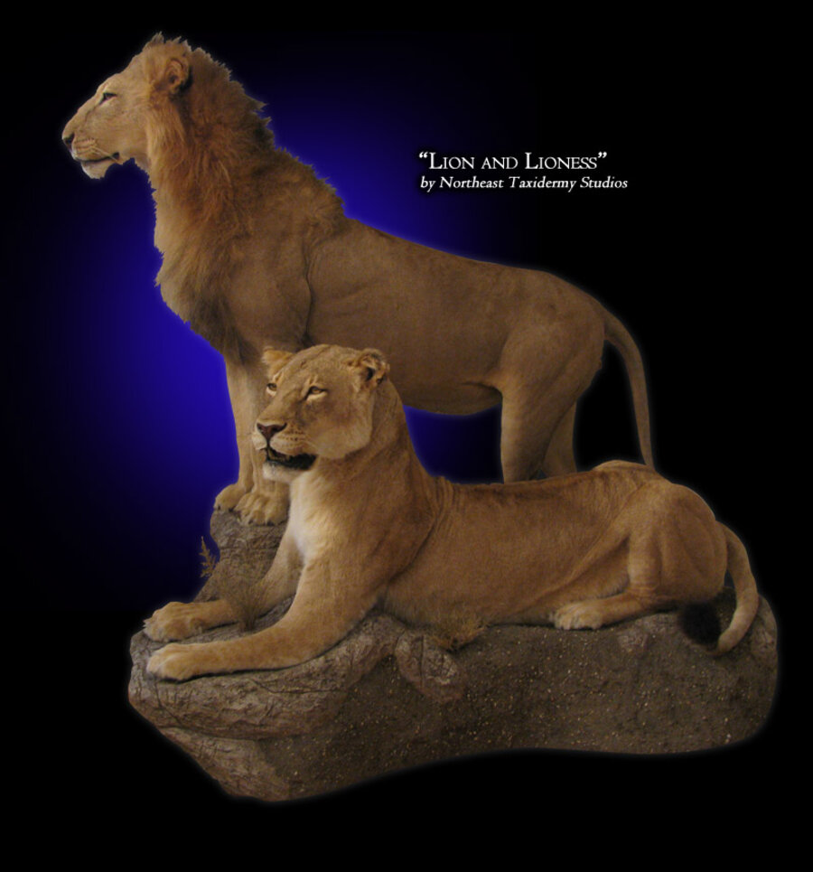 African Lion Mounts.