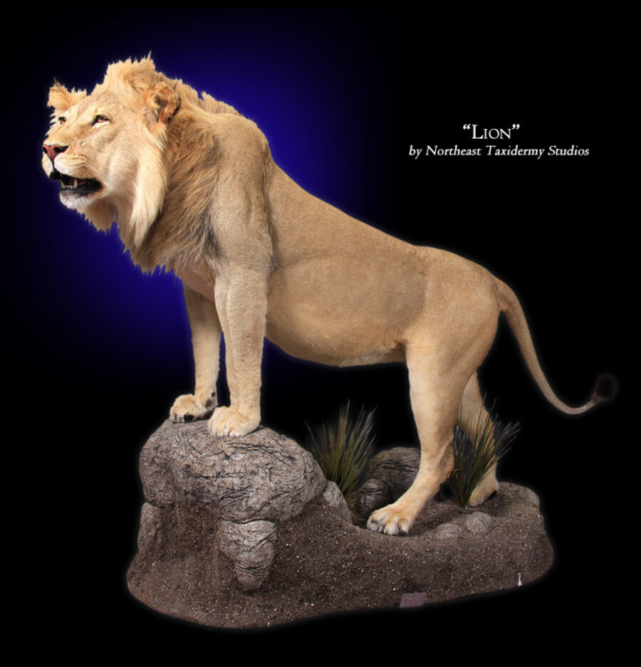 African Lion Mounts.
