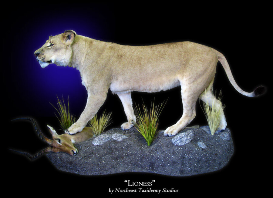 African Lioness Mounts.